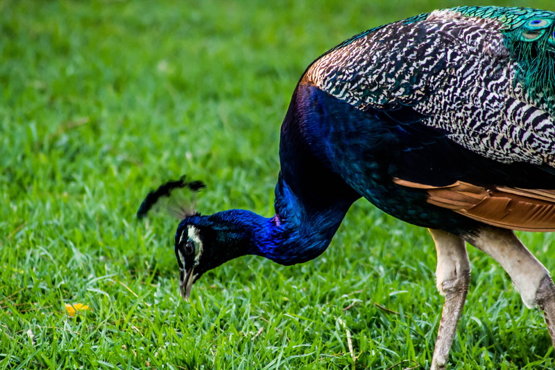 field, day, land, beauty in nature, feather, bird, plumage, fauna, 5K, one animal, outdoors, close-up, plant, green color, animals, animal themes, peacock