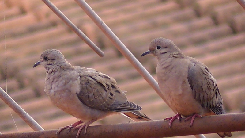 positive emotion, pity, animal wildlife, focus on foreground, group of animals, bird, no people, perching, dove rolls, love, animals in the wild, mourning dove