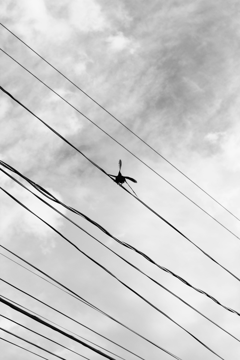 cable, day, animals in the wild, ceu, power supply, no people, power line, animal themes, electricity, airplane, outdoors, vertebrate, height, flight, animal wildlife