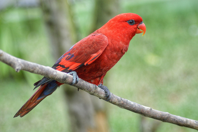 fauna, animals in the wild, rainforest, nature, no people, branch, plant, outdoors, 4K, vertebrate, tree, bird, flight, red, day, focus on foreground