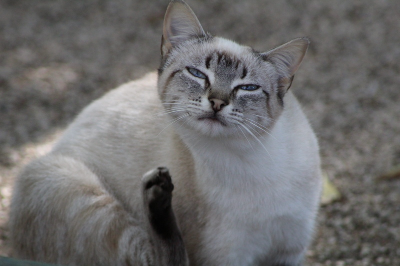 feline, nature, euro-asian, raptor, birds, 5K, pity, focus on foreground, domestic cat, feathers, nocturne, no people, owls, mammal, looking at camera