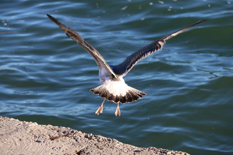sunlight, animals in the wild, fuzz, no people, spread wings, flight, mar, 2K, fly, vertebrate, lake, one animal, birds, wild, animal wing, animal themes