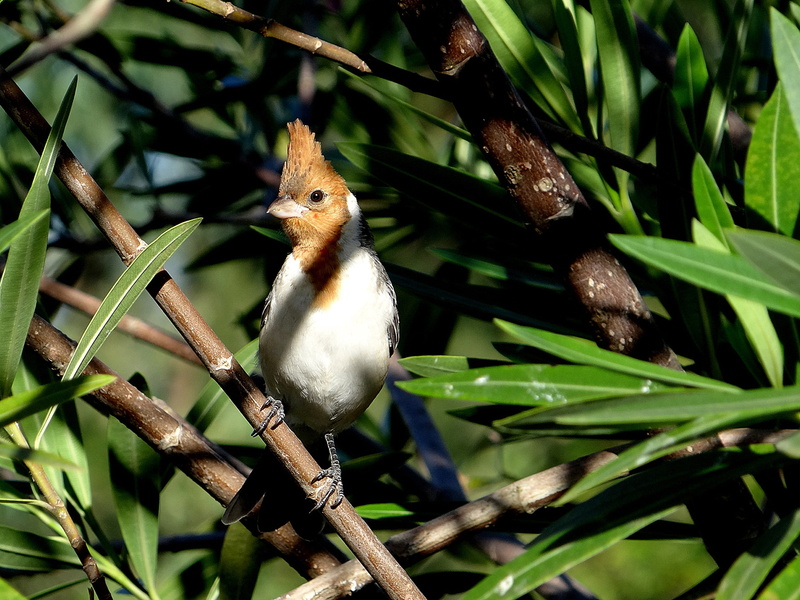 orange, animal themes, white, animal, head, sitting, cardinal, green color, plant part, beak, tree, plant, feathers, beauty in nature, bird, outdoors, wild