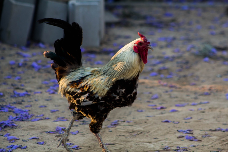 male animal, pets, beak, nature, chicken, farm, pity, redneck, roça, animal, domestic, day, crest, rooster, agriculture, focus on foreground, 5K, livestock