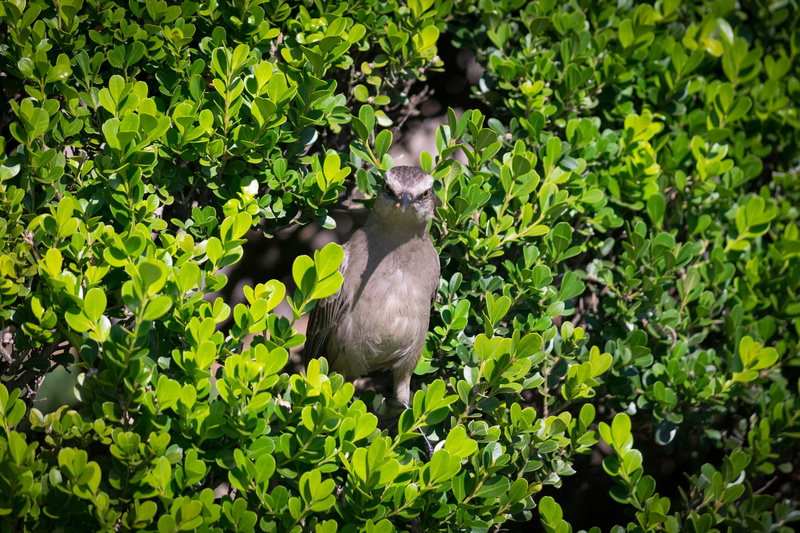 animal wildlife, tree, plant part, animal themes, growth, bird, perching, one animal, land, day, cache, pity, beak, outdoors, green color, animal, animals