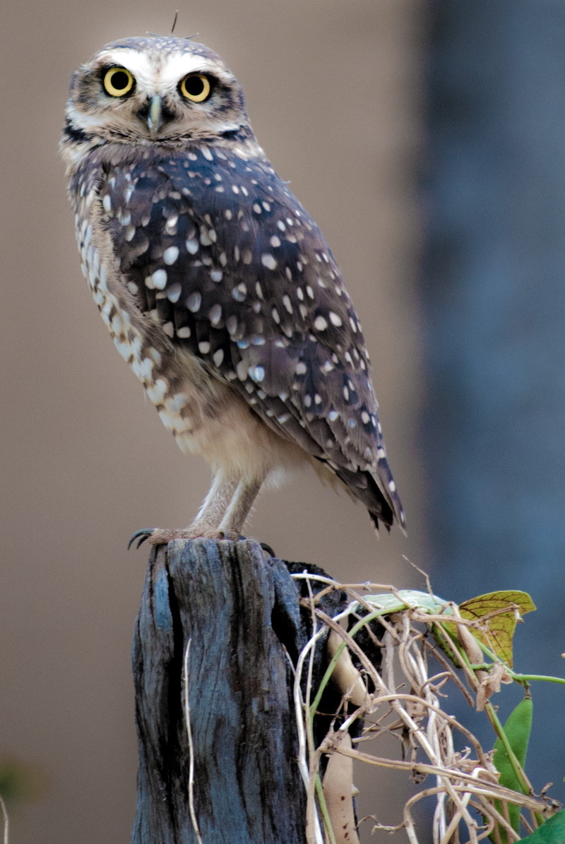 nature, eagle, animal, day, outdoors, animal themes, bird, black, wood, focus on foreground, bird of prey, branch, close-up, animals in the wild, birds