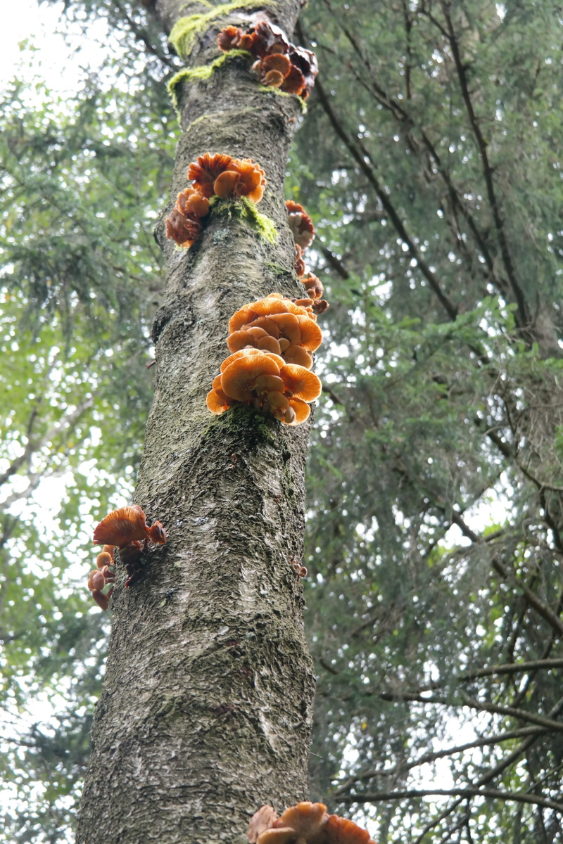 beauty in nature, Fungal, animal themes, fungal growth, tranquility, tree, conifer, animal wildlife, Growth, branch, trunk, orange color, low angle view