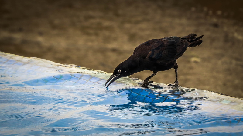 crow, animal wildlife, vertebrate, outdoors, pity, one animal, focus on foreground, rippled, drinking, waterfront, plumage, animals in the wild, lake, full length