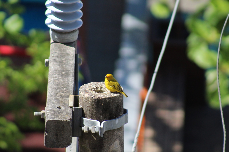 no people, environment, 5K, vertebrate, focus on foreground, animals in the wild, bird, plumage, fauna, yellow, city, energy, animal themes, close-up