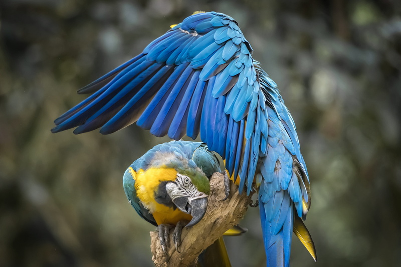 beauty in nature, focus on foreground, outdoors, animal themes, close-up, wing, no people, pity, parrot, day, gold and blue macaw, vertebrate, nature, perching