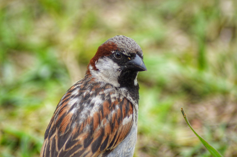 profile view, birds, one animal, animal themes, nature, animal, 4K, close-up, zoology, plant, plumage, animal eye, brown, looking away, wing, outdoors