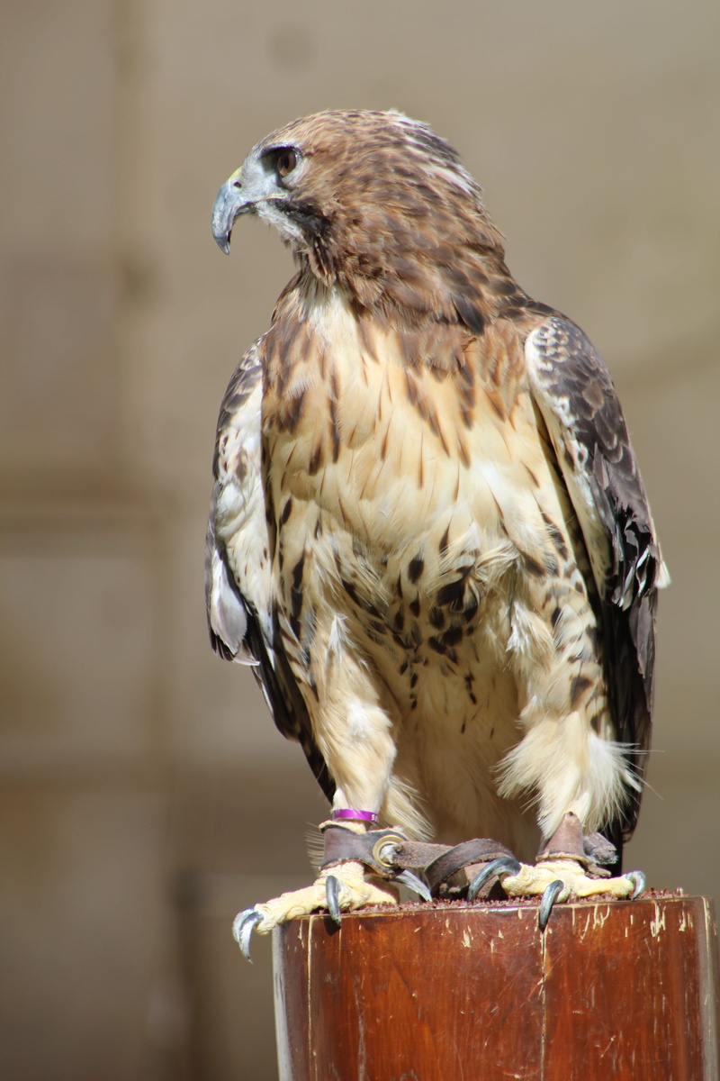 hunter, vertebrate, full length, animal themes, eyes, animal wildlife, beak, bird of prey, prey, raptor, focus on foreground, one animal, eagle, falconry