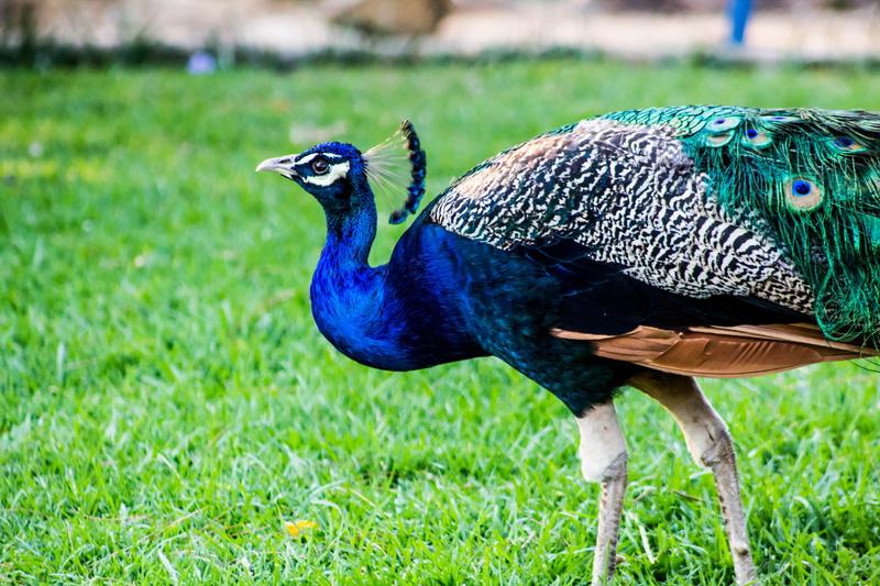 field, peacock, grass, beautiful, no people, color, outdoors, vertebrate, animals, focus on foreground, beauty in nature, fauna, animal themes, plumage