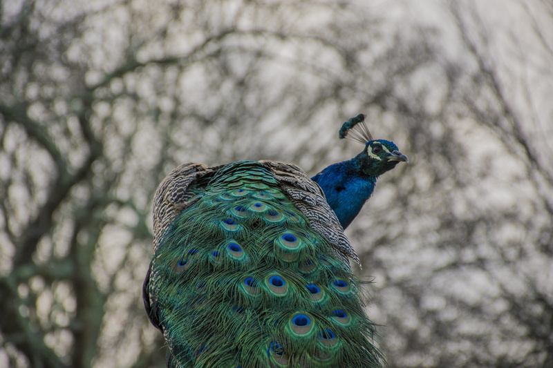 animals in the wild, wildlife, animal wildlife, color, animal body part, bird, beak, birds, pity, vertebrate, beauty in nature, nature, feather, focus on foreground