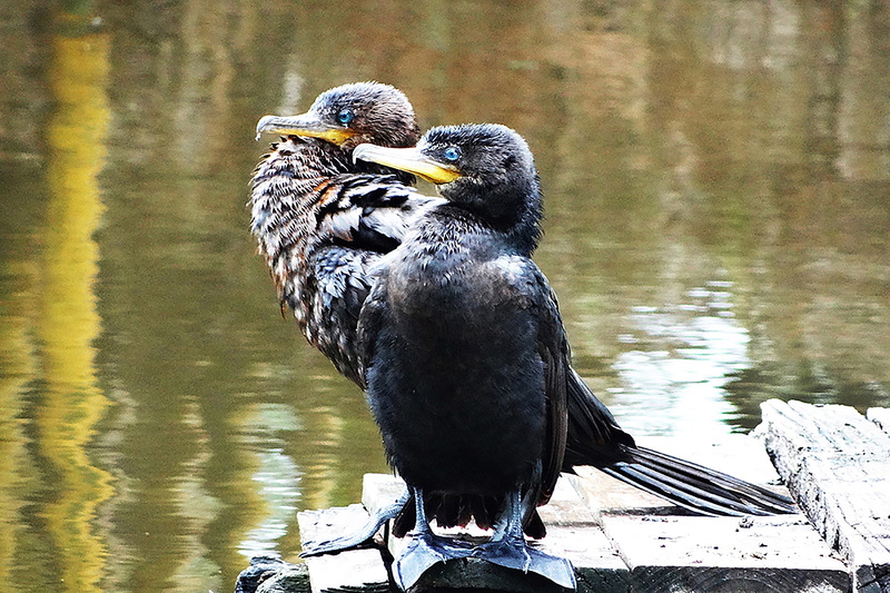 neotropic cormorant, beak, plumage, water, animal themes, animal wildlife, landscape, lake, aquatic, animals in the wild, black color, pond, birds, reflection