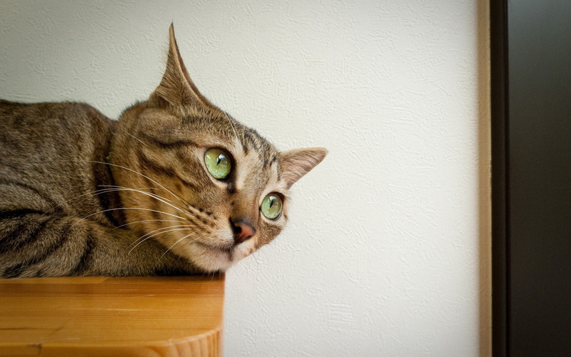 wall - building feature, mammal, copy space, no people, whisker, Face, vertebrate, animal body part, Cat, indoors, animal head, tabby, domestic animals