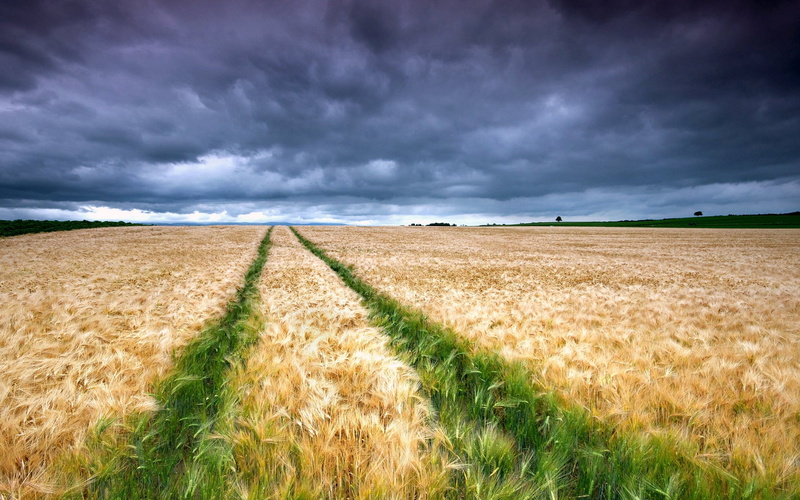 weather, cloudscape, traces, wheat, idyllic, clouds, field, sun, color Image, non-Urban Scene, plant, day, crop, environment, harvesting, horizon, agriculture