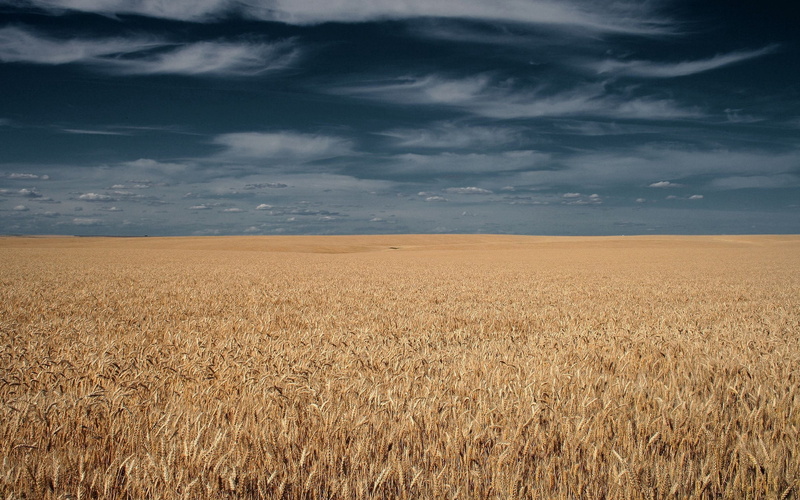 scenics - nature, landscape, wheat, sky, non-Urban Scene, summer, land, clouds, food, barley, growth, harvesting, blue, field, beauty In Nature, environment