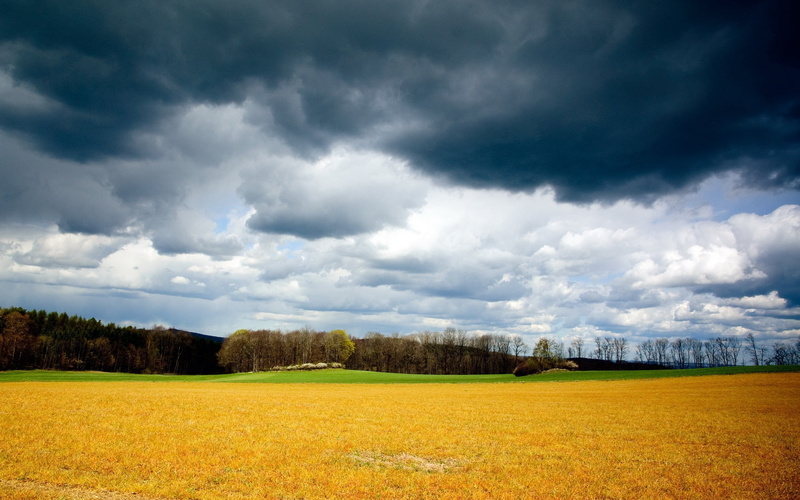 day, forest, grass, sky, overcast, ominous, cloudscape, land, yellow, clouds, rural Scene, horizon, landscape, 1080P, environment, non-Urban Scene, field