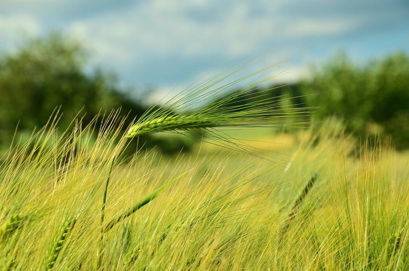 ear of wheat, barley field, close-up, blue, rural Scene, grain, cornfield, wheat, summer, field crops, plant, grass field, cereal, day, harvest, photography