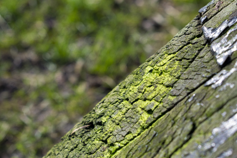 pattern, macro, trunk, Moss, garden, environment, 5K, rural, fresh, spring, lichen, park, sunny, close-up, plant, green Color, focus on foreground, tree