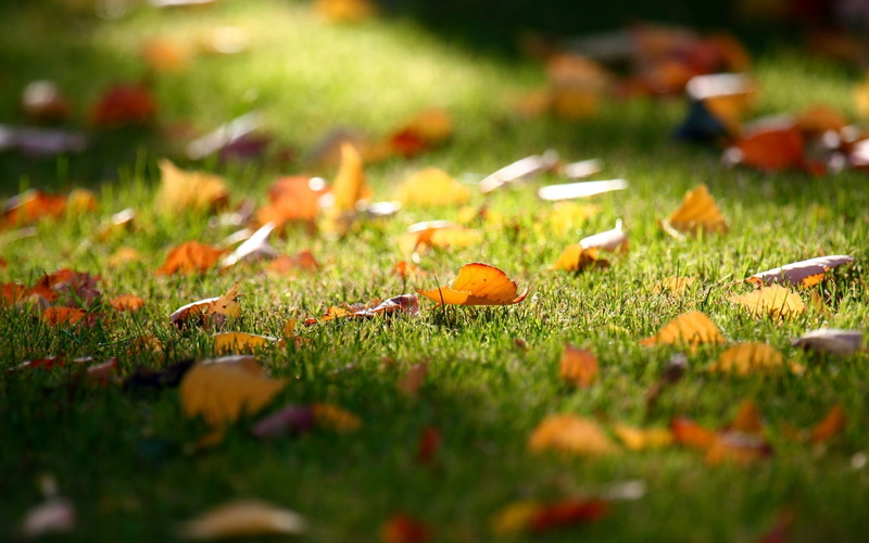 background, 2K, leaves, scenary, nature, carpet