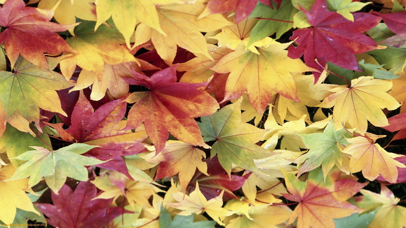 beautiful, carpet, 1080P, colored, leaves, 3d and abstract, autumn