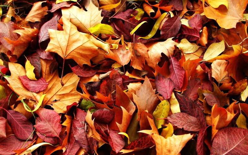 yellow, red, carpet, autumn, leaves, 2K
