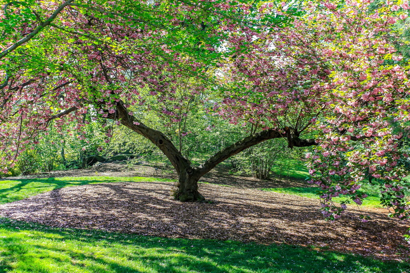 blooms, green color, trunk, cherry blossom, tree trunk, land, park, 4K, grass, day, beauty in nature, tranquility, springtime, branch, growth, nature