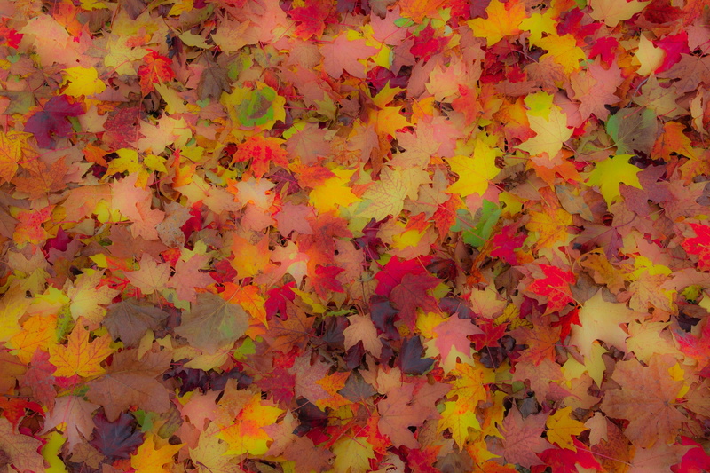 leaves, 1080P, carpet, autumn, maple