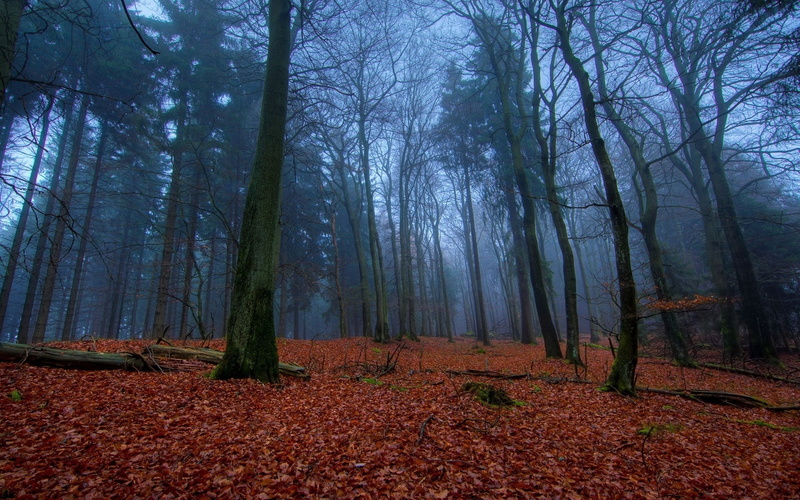 1080P, wood, autumn, leaves, earth, carpet
