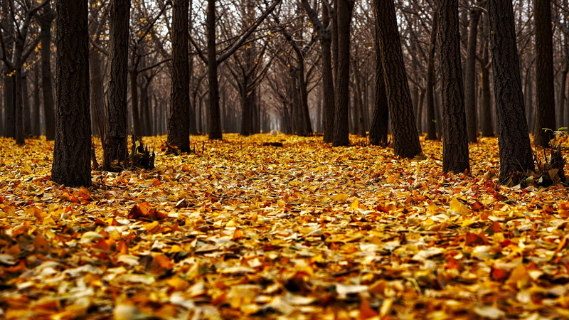 plant, plant part, tranquility, change, falling, woodland, falling leaves, 1080P, woods, leaves, covered, rural, colorful, hdr, no people, abundance, autumn collection
