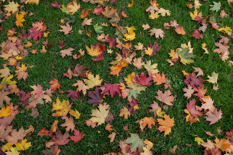 no people, autumn, beauty in nature, plant part, nature, flower, change, day, green, plant, fragility, leaves, red, leaf, growth, grass, freshness, maple leaf