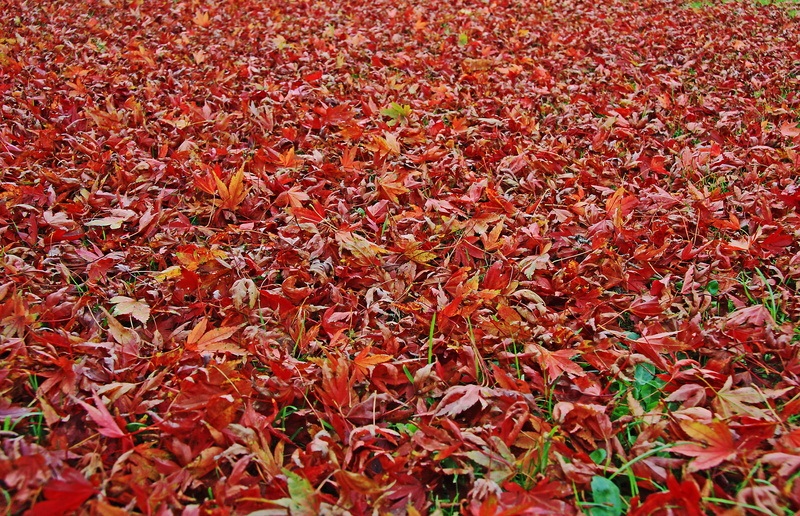 beauty in nature, pink, lawn, leaf, outdoors, 4K, abundance, nature, plant part, garden, full frame, plant, no people, backgrounds, red, leaves, orange