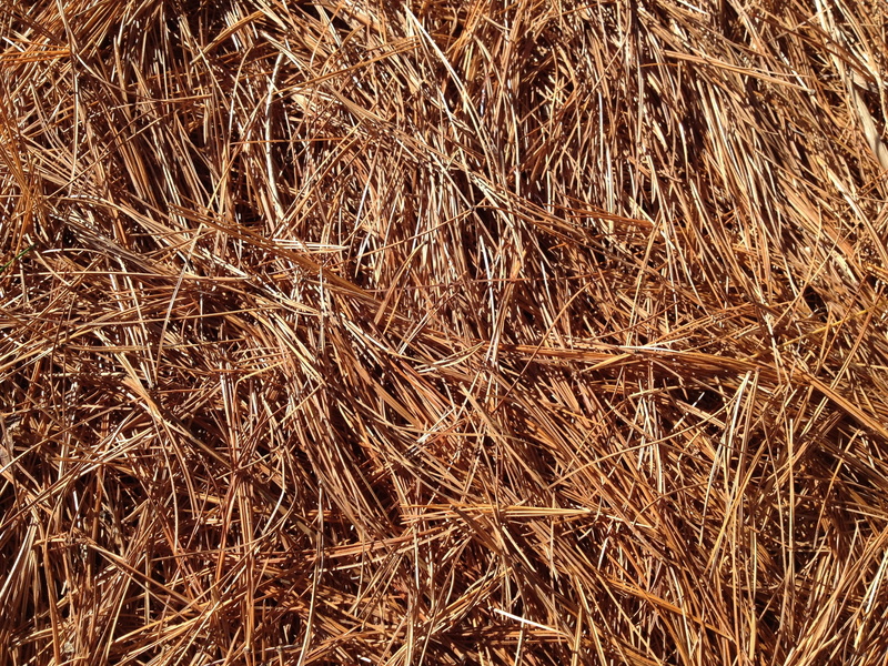 Needles, high angle view, Forest, brown, pine, straw, Pine, agriculture, farm, sunlight, backgrounds, land, day, Fall, leaves, cereal plant, full frame