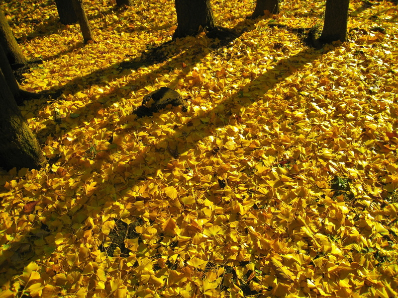 beauty in nature, tree, yellow, yokosuka, autumn, 2K, sunlight, outdoors, no people, plant, evening, maidenhair tree, land, gingko tree, flowering plant