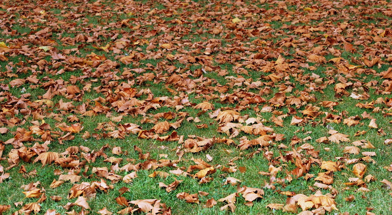 abundance, high angle view, change, leaves, day, garden, no people, backgrounds, grass, prato, beauty in nature, dry, dried leaves, outdoors, field, large group of objects