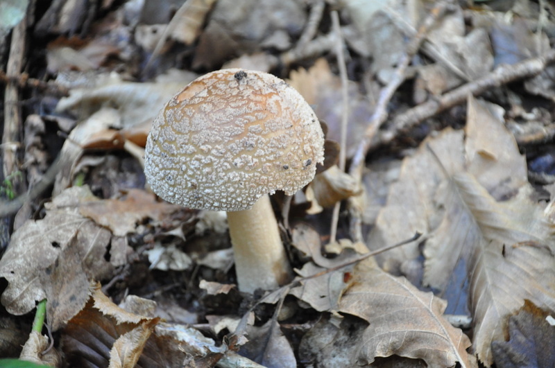 amanita, vulnerability, leaf, mushroom, trees, toadstool, boletus, growth, poisonous, plant, focus on foreground, 4K, fall, wood, under wood, close-up