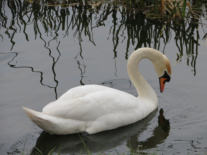 dom, animal themes, vertebrate, no people, waters, mute swan, bird, elegant, nature, one animal, swim, schwimmvogel, zoology, lake, floating on water, beak