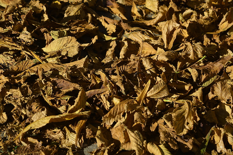 maple leaves, leaf, dry, tranquility, nature, backgrounds, tree, maple, sunlight, carpet of leaves, fall, pattern, high angle view, beauty in nature, outdoors
