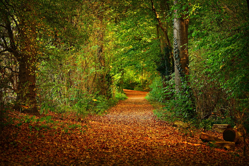 plant, 4K, autumn, forest, leaves, scenic, non-urban scene, change, land, beauty in nature, tree, scenics - nature, carpet of leaves, outdoors, trail