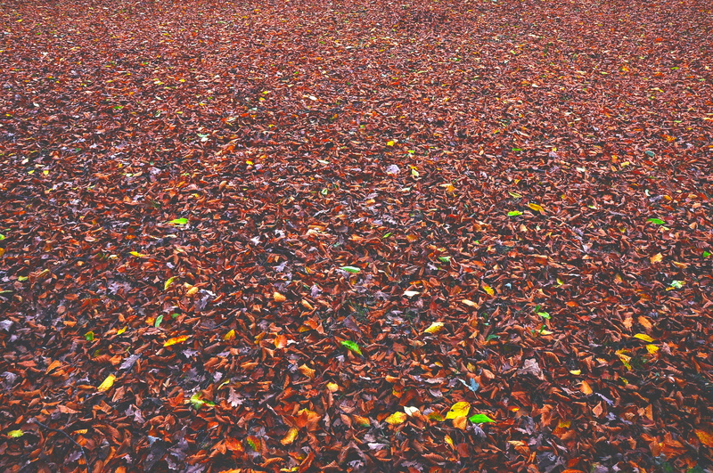 autumn, natural condition, high angle view, tranquility, full frame, forest, floor, outdoors, leaf, change, plants, trees, 4K, fallen, beauty in nature