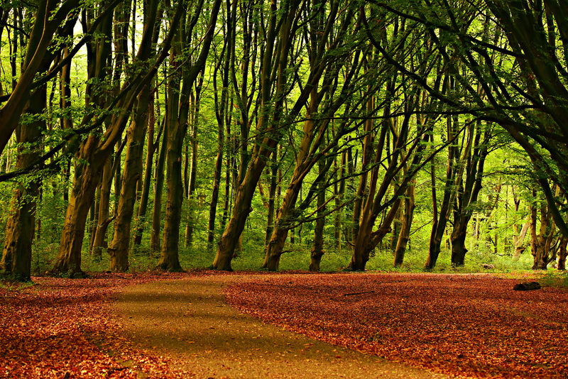 day, nature, plant, no people, trunk, idyllic, tranquil scene, tree trunk, outdoors, land, evening, scenics - nature, mystical, forest, autumn colors, tree