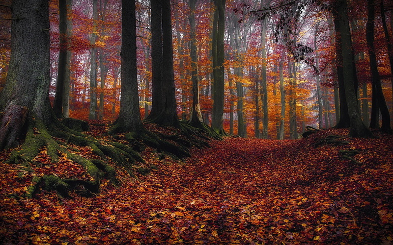tree trunk, orange color, carpet, tranquility, woodland, day, 1080P, fall, leaf, autumn collection, autumn, tranquil scene, Forest, tree, change, land