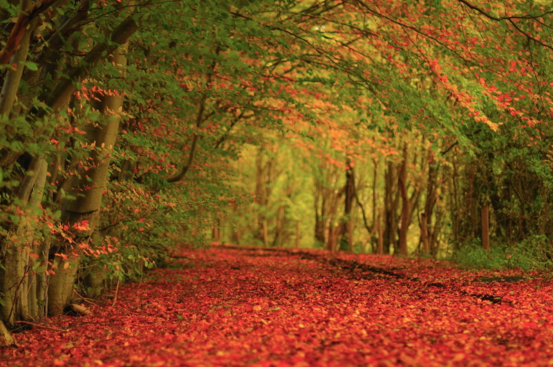 tree, change, tranquil scene, footpath, plant part, outdoors, orange color, beauty in nature, land, Autumn, no people, Carpet, Earth, autumn collection