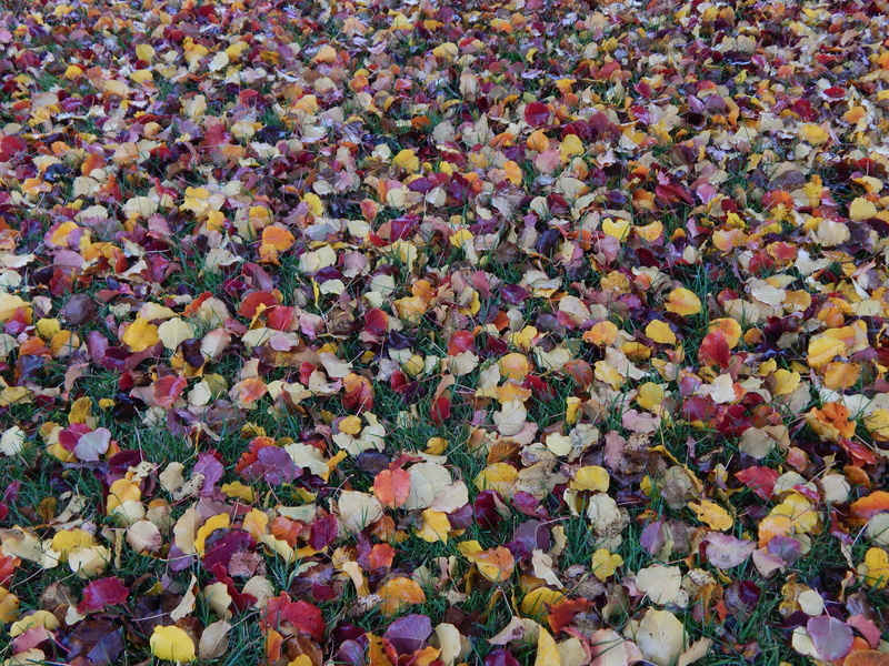 field, flower head, foliage, vintage, texture, color, multi colored, red, pattern, ground, lawn, day, yellow, purple, full frame, no people, outdoors, golden