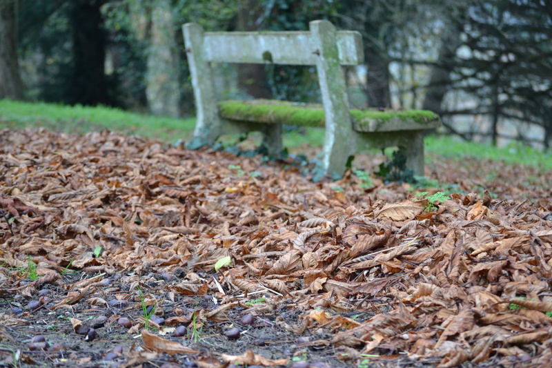 tree, park - Man Made Space, leaves, dry, nature, focus on foreground, carpet of leaves, no people, yellow, season, wood - material, tree trunk, foliage