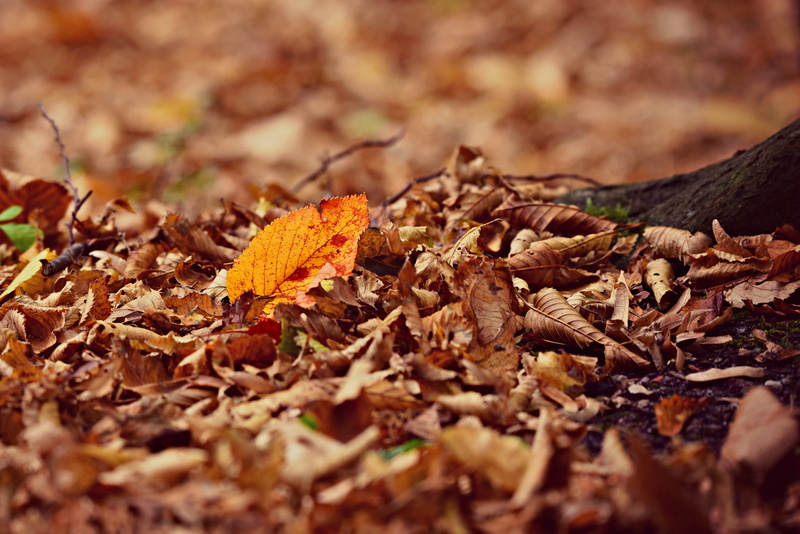 maple leaf, tree, carpet of leaves, fall leaves, outdoors, leaves, autumn, no people, dry, selective focus, autumn collection, change, fall, plant, orange color