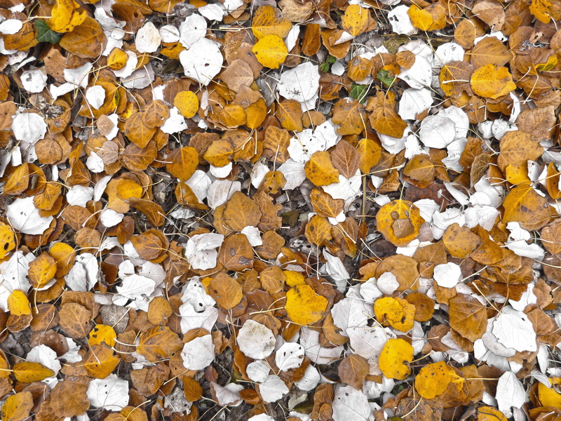 outdoors, white, brown, backgrounds, natural condition, leaf, change, poplar, nature, full frame, day, 4K, directly above, leaves, lichen, dry, land, plant part