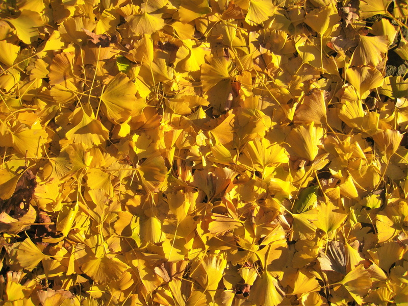 kanagawa, japan, flower head, carpet, yokosuka, day, outdoors, leaf, nature, petal, backgrounds, flowering plant, plant part, golden, yellow, 2K, growth
